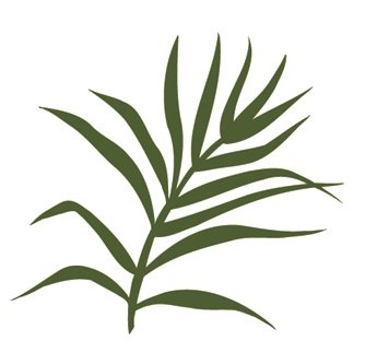 5 pcs Tropical Palm Tree Leaf Leaves Palms Fronds Island Beach Ocean Sea Removable Peel Self Stick Adhesive Vinyl Decorative Wall Decal Sticker Art Room Home Decor