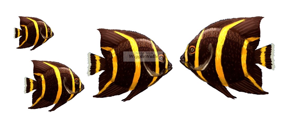 3 PCS French Angelfish Angel Tropical Fish Sea Beach Tropical Island Ocean Removable Peel Self Stick Adhesive Vinyl Decorative Wall Decal Sticker Art Room Home Decor 5x4 inches Tall