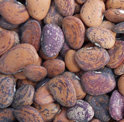 Jackson Wonder Butterbean Bush Lima Bean Seed Heirloom Beans 25 Count Seeds