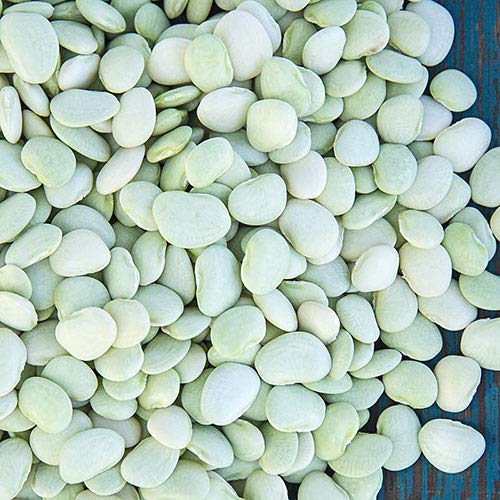 Bush Lima Bean Burpee Improved Seed 25 Count Seeds