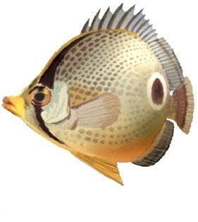 4 PCS Foureyed Butterflyfish Four Eyed Tropical Fish Sea Beach Tropical Island Ocean Removable Peel Self Stick Adhesive Vinyl Decorative Wall Decal Sticker Art Room Home Decor 9x8 inches Tall