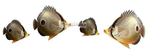 4 PCS Foureyed Butterflyfish Four Eyed Tropical Fish Sea Beach Tropical Island Ocean Removable Peel Self Stick Adhesive Vinyl Decorative Wall Decal Sticker Art Room Home Decor 9x8 inches Tall