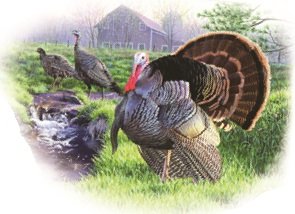 4 Inch Turkey Gobbler Hunter Hunt Hunting Removable Peel Self Stick Wall Decal Sticker Art Rustic Lodge Cabin Outdoor Wildlife Home Decor 4 inch Wide by 3 inches Tall