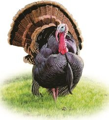 3 Inch Turkey Gobbler Tom Hunter Hunt Hunting Removable Peel Self Stick Wall Decal Sticker Art Rustic Lodge Cabin Outdoor Wildlife Home Decor 3 inch Wide by 3 inches Tall