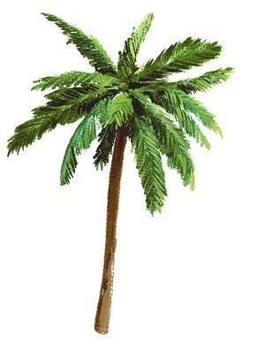5 INCH Palm Tree Palms Tropical Island Beach Removable Peel Self Stick Adhesive Vinyl Decorative Wall Decal Sticker Art Room Home Decor 3 x 5 inches Tall