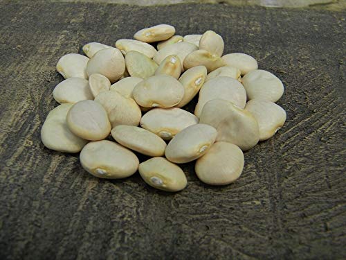 Fordhook 242 Lima Beans Bush Bean Seed 25 Count Seeds