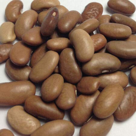 Kentucky Wonder Pole Bean Seed Garden Beans 25 count Seeds
