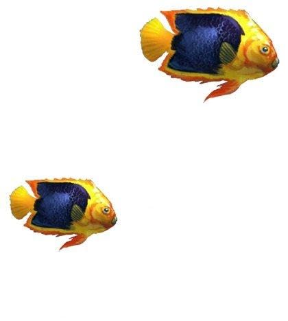 5 Inch Rock Beauty Angelfish Angel Tropical Fish Sea Beach Tropical Island Ocean Removable Peel Self Stick Adhesive Vinyl Decorative Wall Decal Sticker Art Room Home Decor 5x5